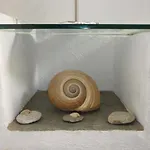 Agnanti Traditional
